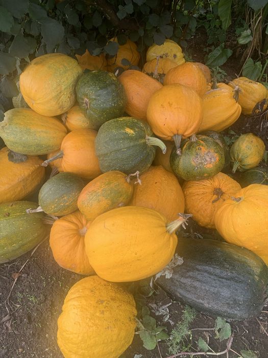 Aboboras porqueiras medias e meninas grandes