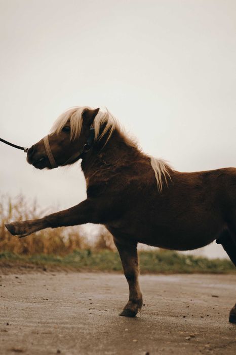 Продам міні поні