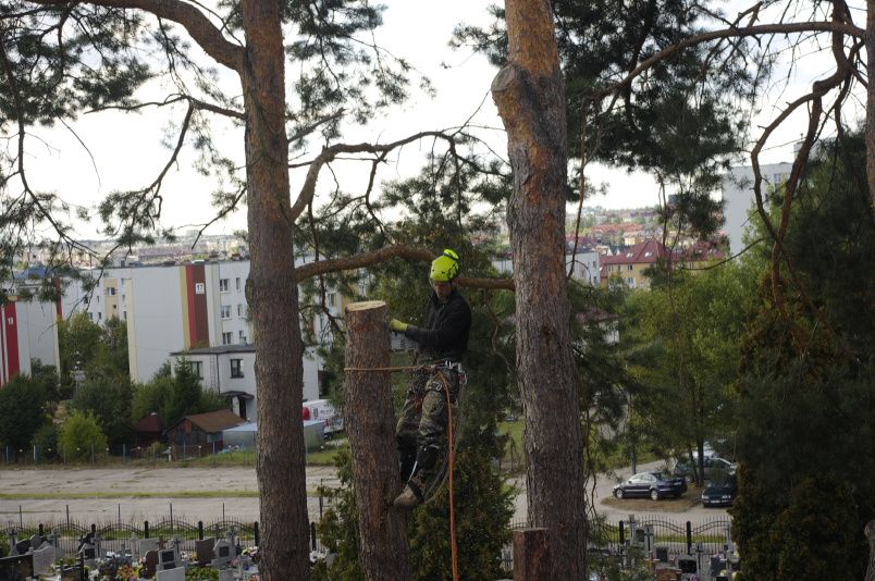 Wycinka drzew, zrębkowanie gałęzi, frezowanie pni, koszenie łąk