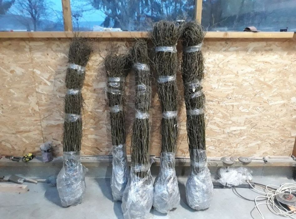 Саджанці граба, для живоплоту, жива ізгородь.