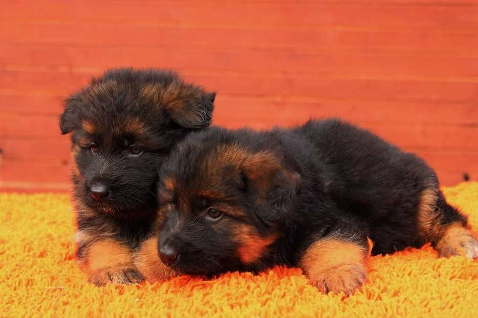 Owczarek Niemiecki Długowłosy ZKwP / FCI Owczarki Niemieckie RODOWÓD