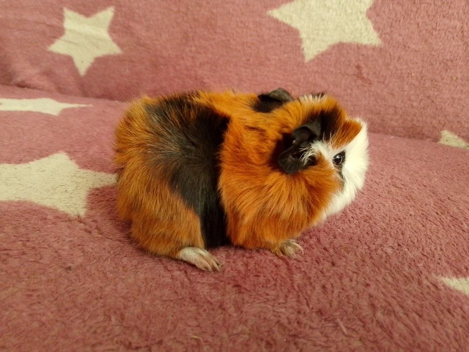 Świnka morska mix peruwianka ( samiec)