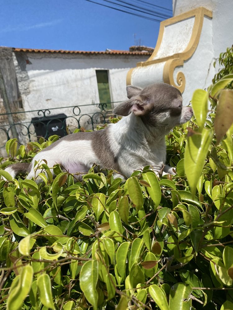 Chihuahua macho  excelente