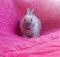 Карликовий міні кролик,декоративний голландський, карликовые кролики