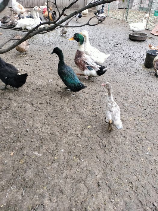 Kaczki drób staropolskie piżmowe  francuskie dworki