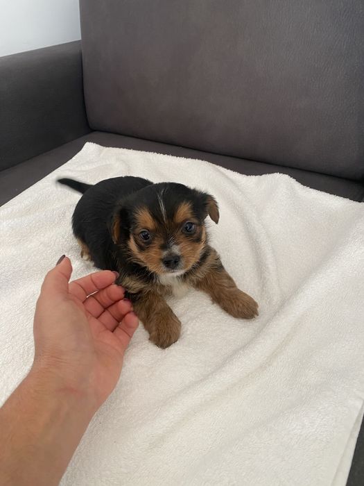 Yorkshire terrier menina X