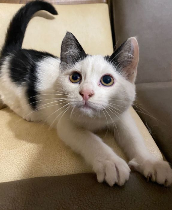 Котики в добрі руки