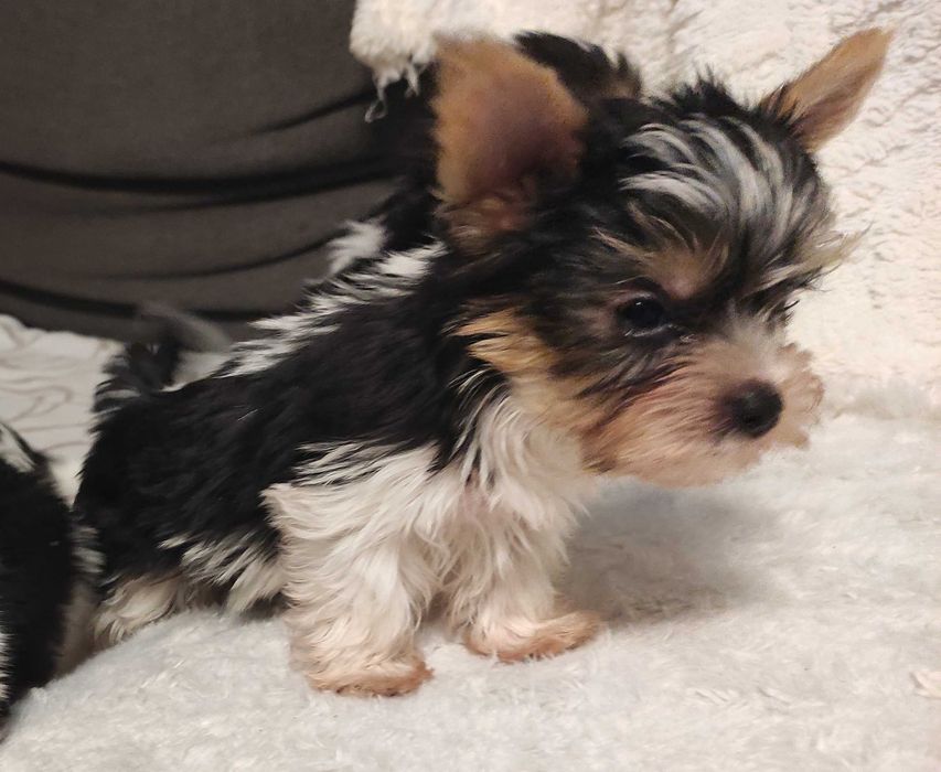 yorkshire terrier biewer trikolor mini
