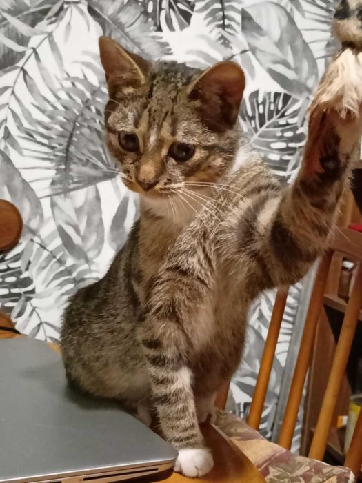 Henryk, Henio, Heniutek - turbo luzak szuka domu!