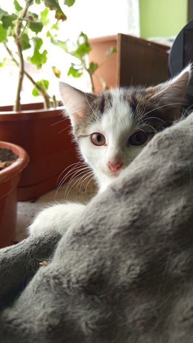 Oddam trzymiesięczną kotkę