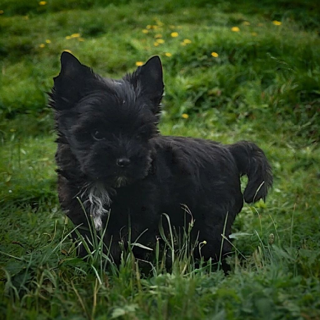 Piesek Black Yorkshire Terrier