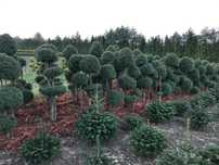 BONSAI Cyprys Formowany Sqaurosa