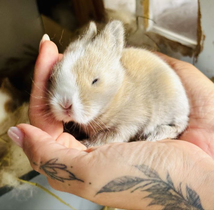 Coelhos anoes miniatura