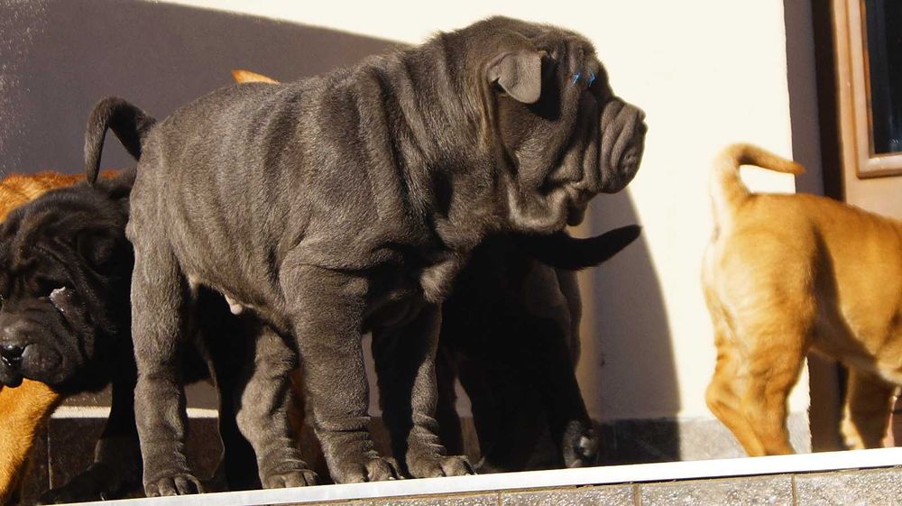 Filo,Shar Pei, blue samiec z rodowodem, rodzice importy FCI