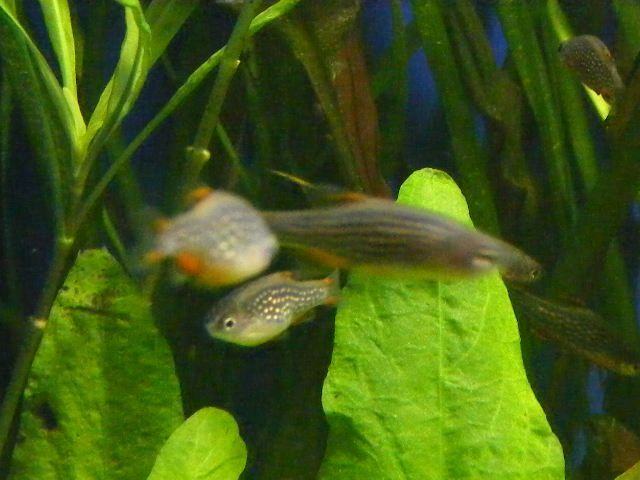 GB Razbora galaxy , Microrasbora sp. Galaxy, Danio margaritatus