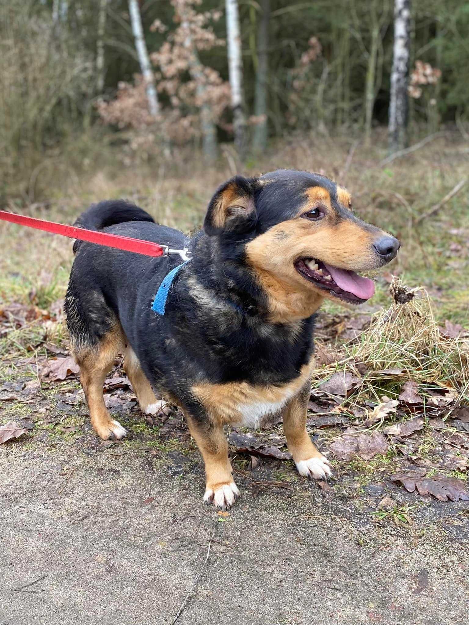 Kochana, delikatna Pixie czeka w schronisku na dom...