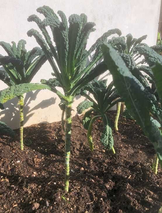 planta Couve negra da Toscana