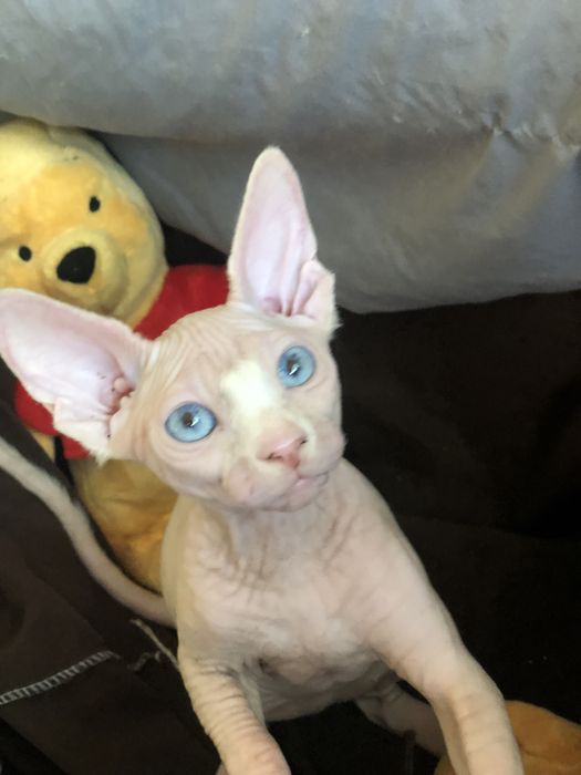 Красивейшая  малышка сфинкс