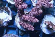 Acropora ad1 sps szczepka wysylka koral akwarium  FLUOLAMPS.PL WYSYŁKI