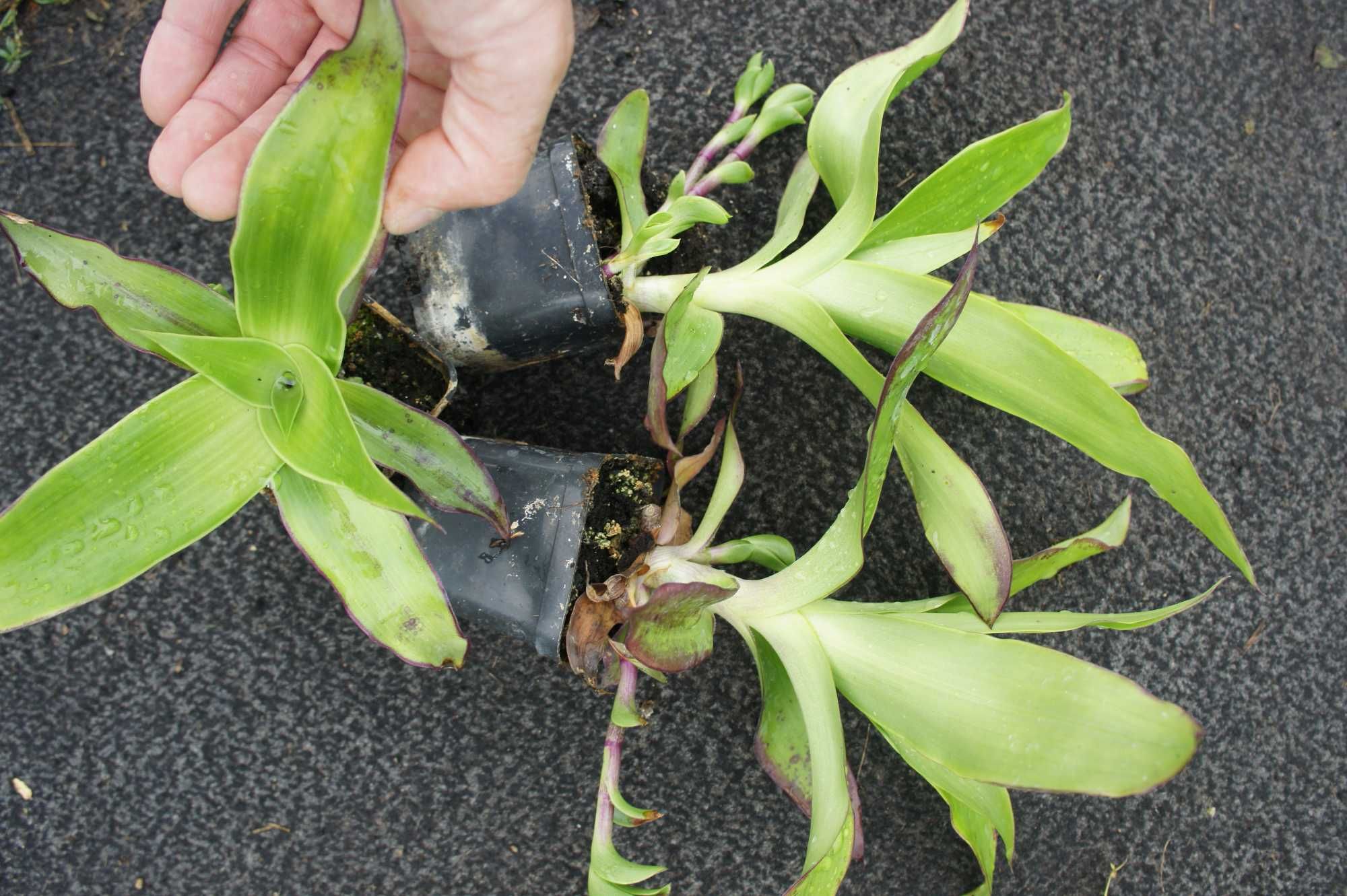 Złoty wąs- Callisia fragrans.