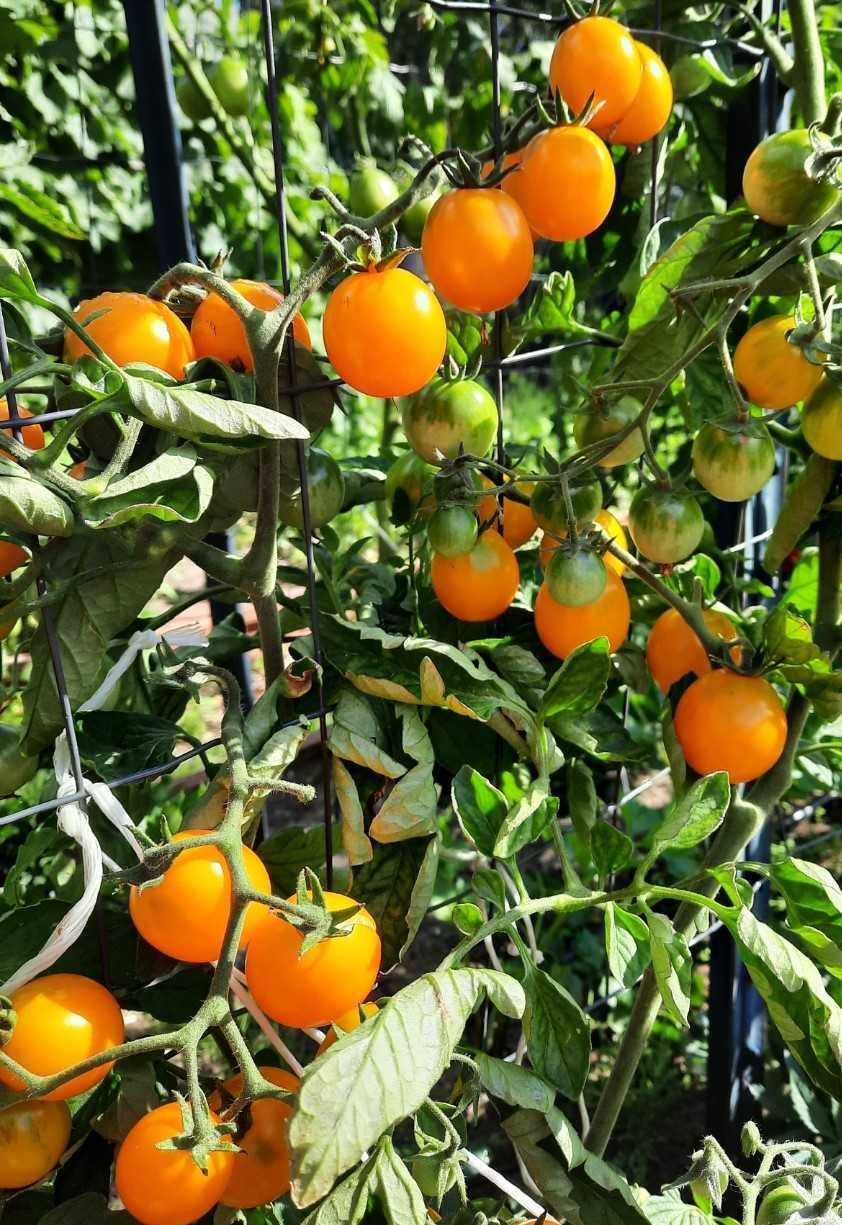 pomidor Zolotaya Rossyp nasiona kolekcjonerskie