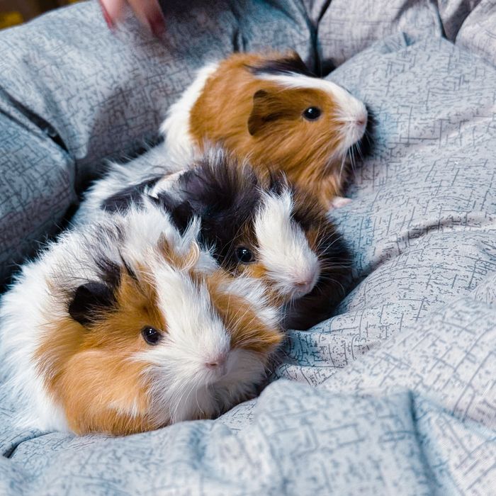 Декоративні свинки селф висловухий перуанець  кролики