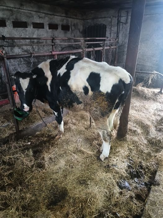 Sprzedam dwie jałówki cielne