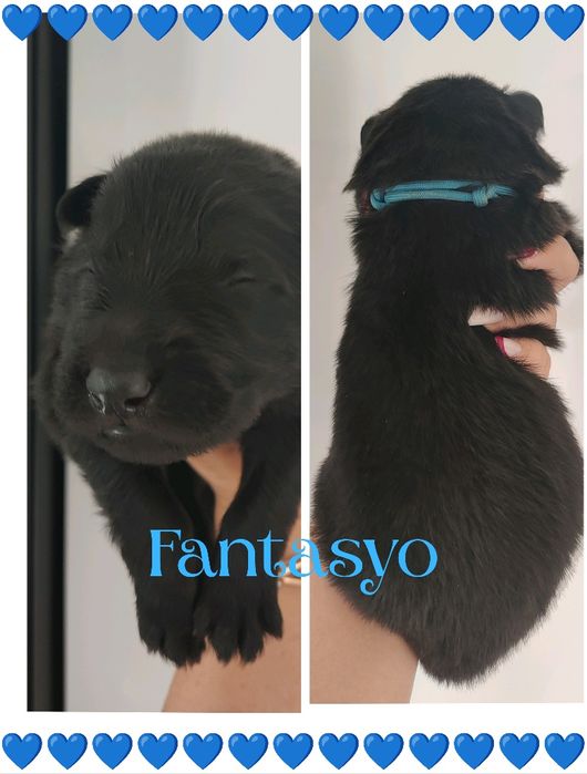 Owczarek Niemiecki Staroniemiecki samiec Fantasyo