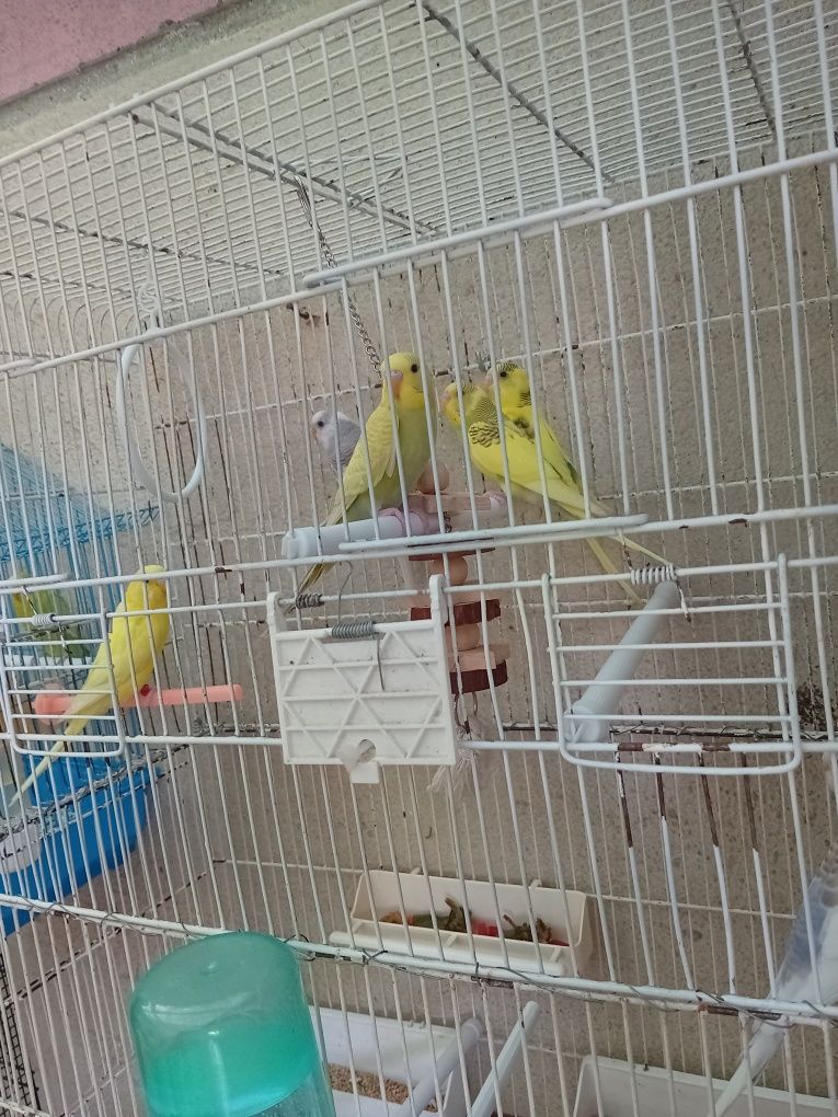 Vendo piriquitos