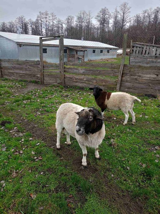 Продам бврана Дорпер