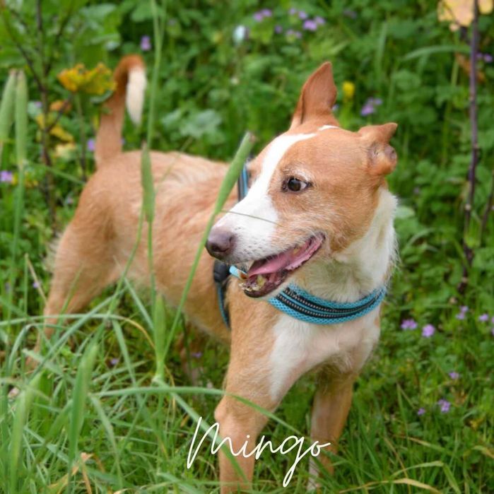 Mingo - cão médio para adoção