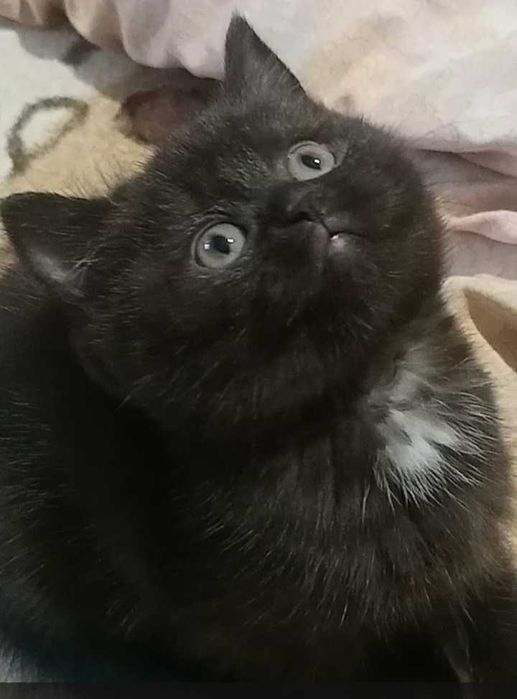 СРОЧНО ПРОДАЕТСЯ !!!
Шикарная шотландочка, черного окраса.