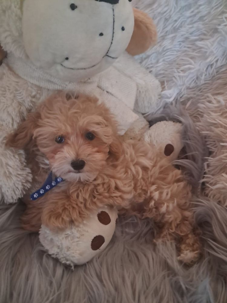 Maltipoo piesek mama maltańczyk tata pudel toy red