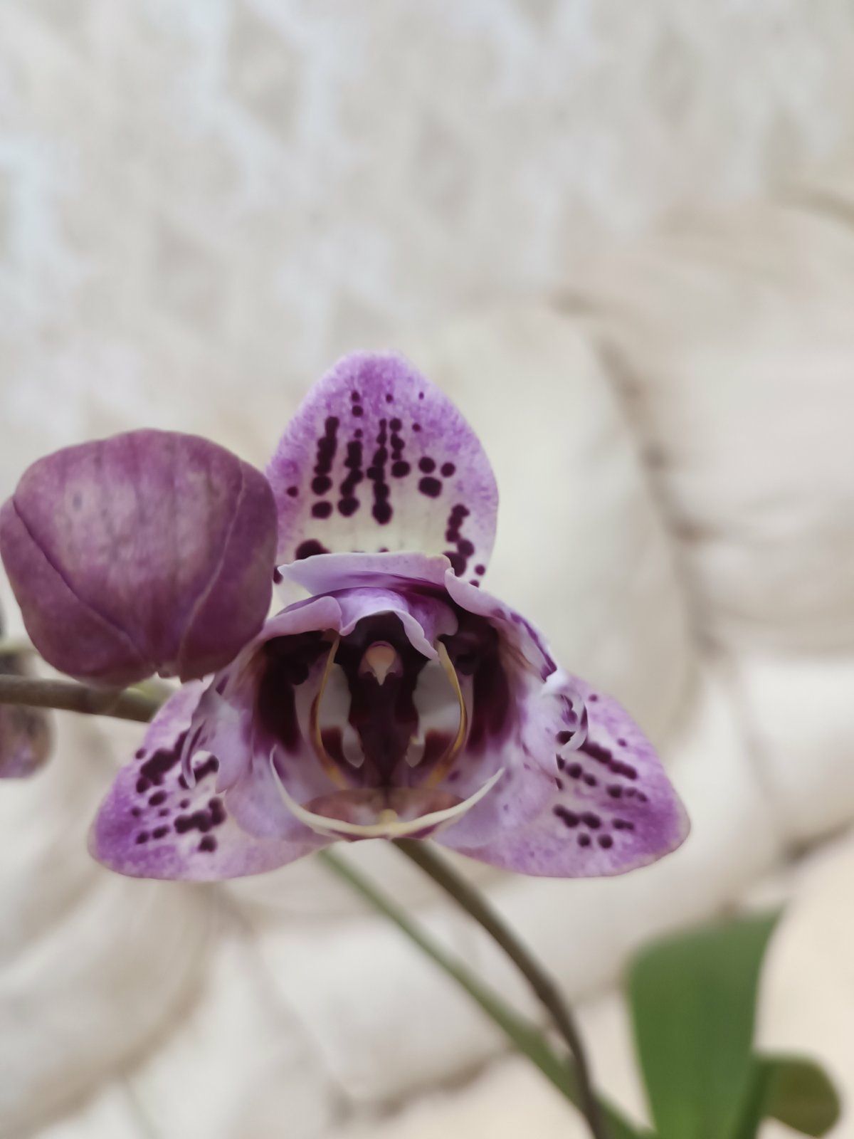 Орхидея Фаленопсис Miki Opera peloric трилипс