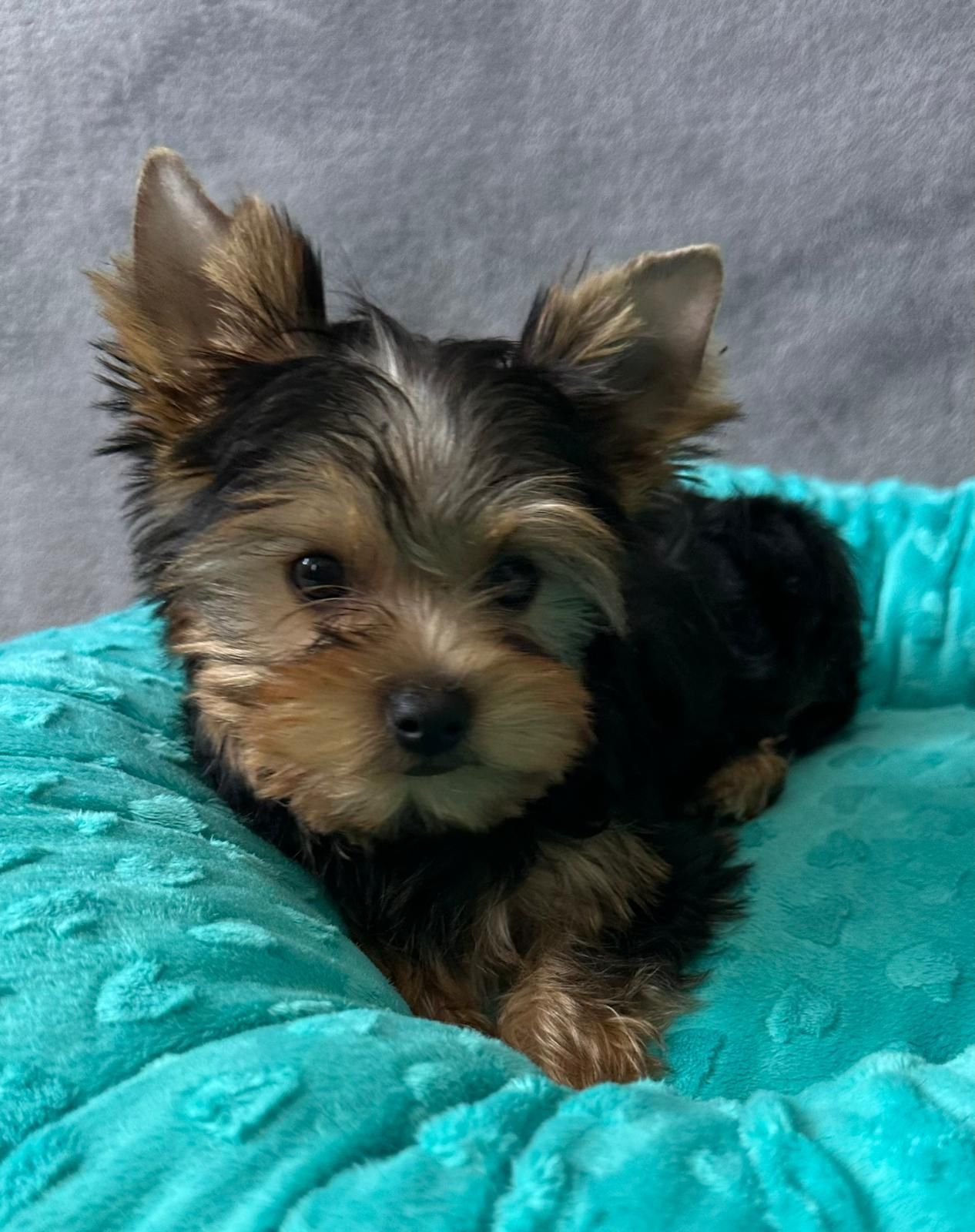 Piesek YorkshireTerrier