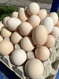 Продам домашнє яйце кремового кольору