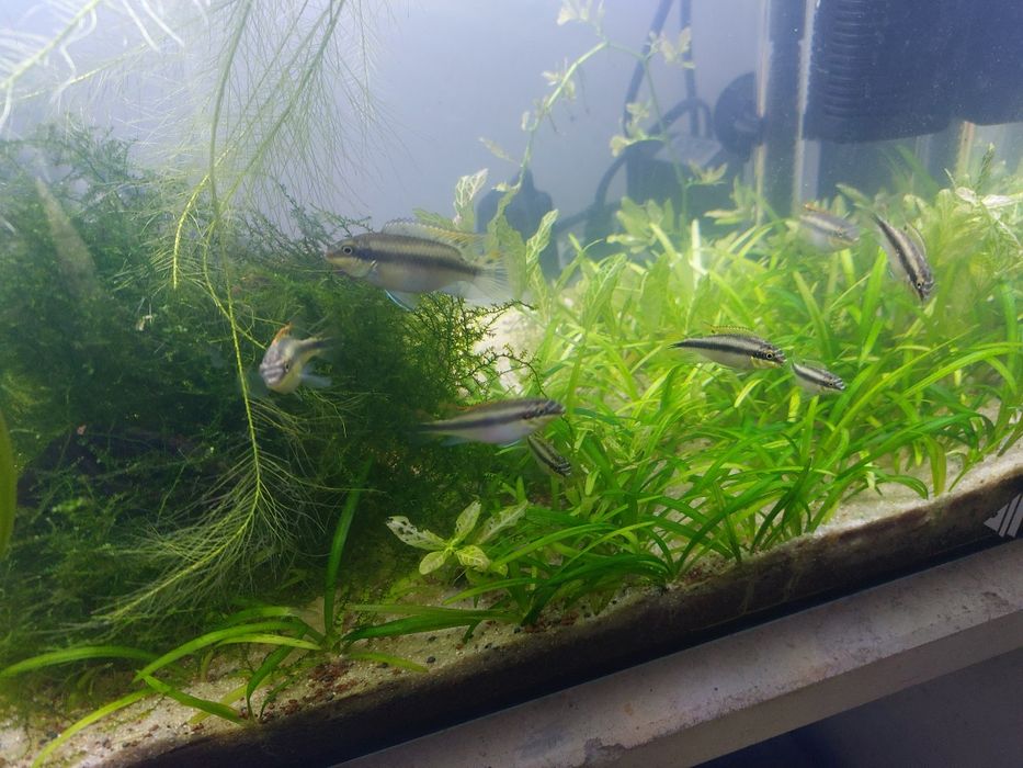 Casal Kribensis // Plantas