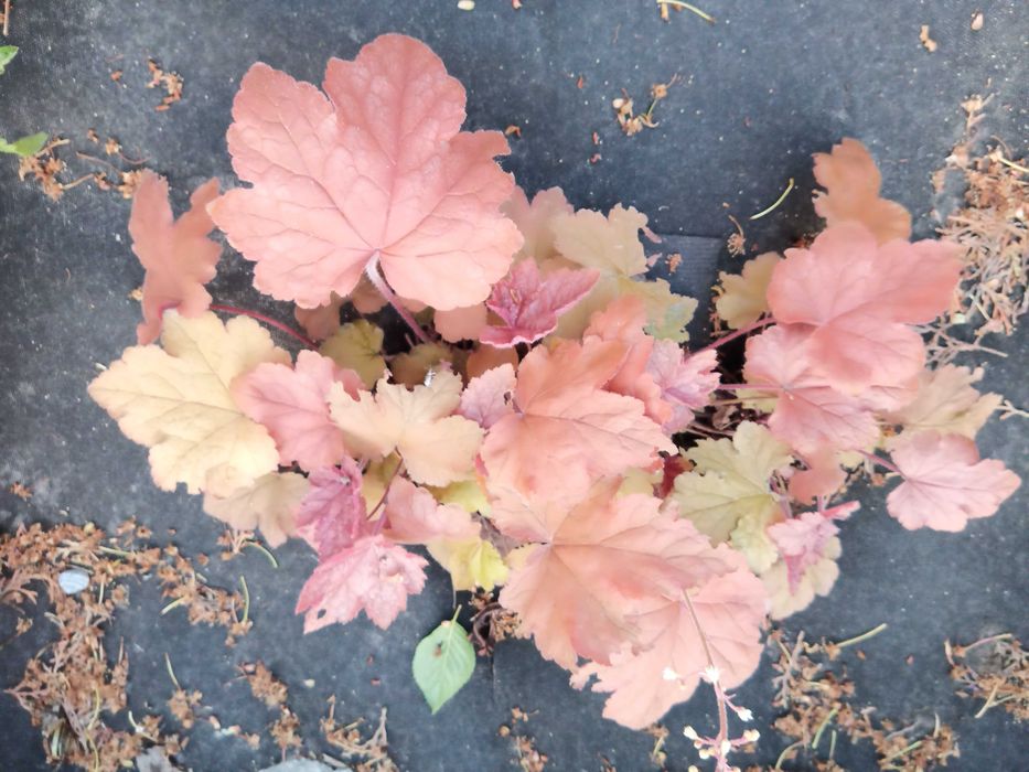 Гейхера, бересклет