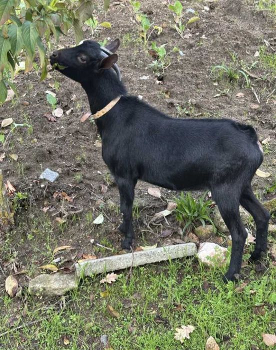 Cabrito murciano com 7 meses