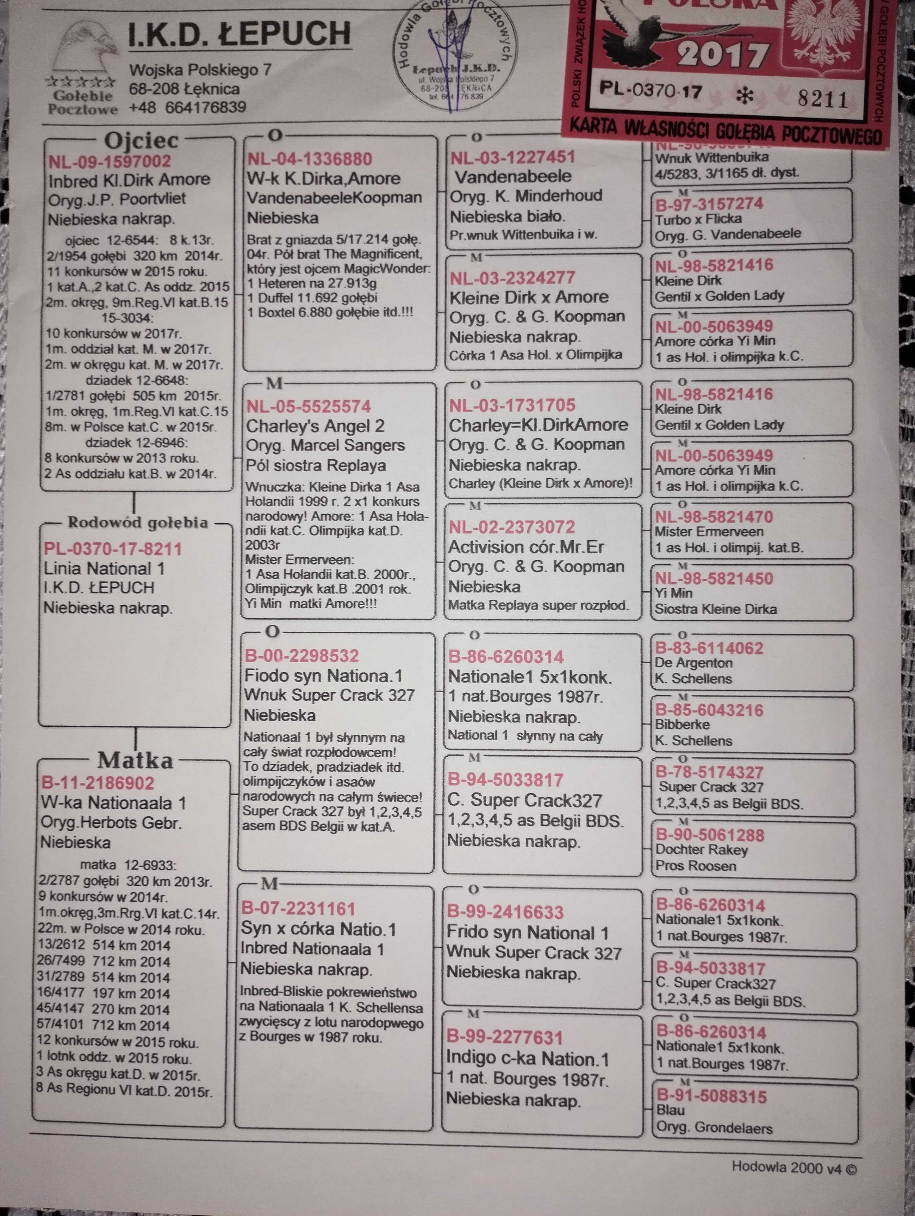 golebie pocztowe  po Łepuchach GOLDEN VOS