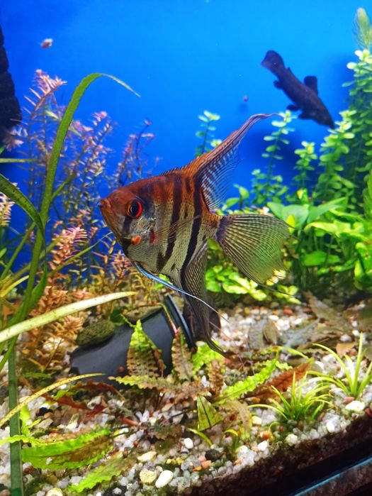 Самка скалярии, аквариумные рыбки