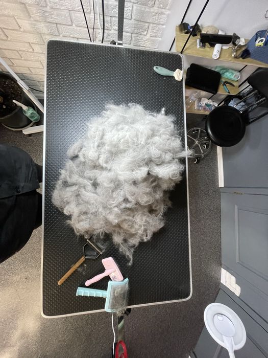 Експрес линька | Грумінг | Лівий берен