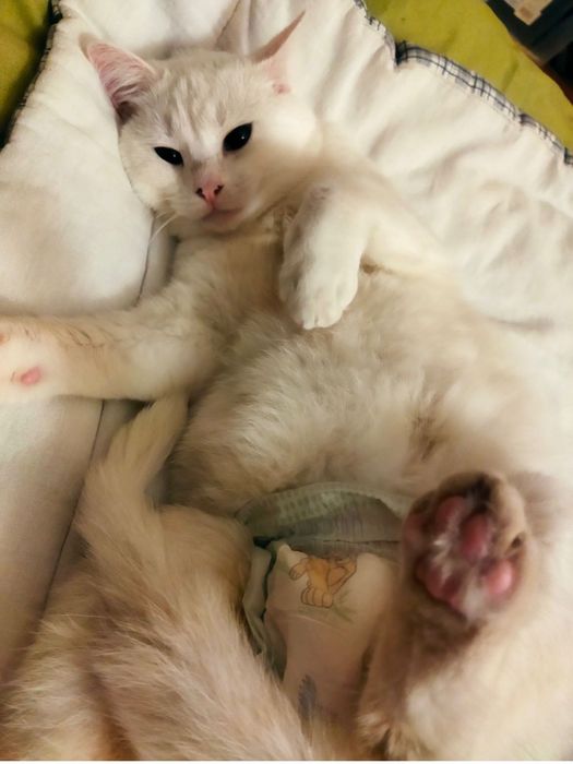 Приму в дар памперсы для котейки , 3 размера