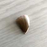 Dente de Mosasauro (Idade: 66 ou mais milhões de anos!)