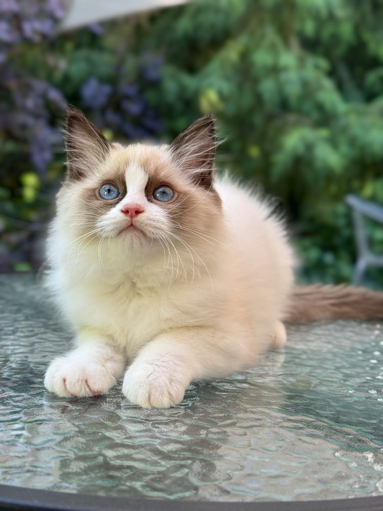 Słodki kocurek Ragdoll seal mitted z profesjonalnej hodowli