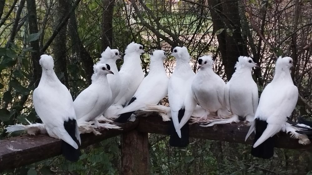 Gołębie ozdobne Saksońskie z czółkiem