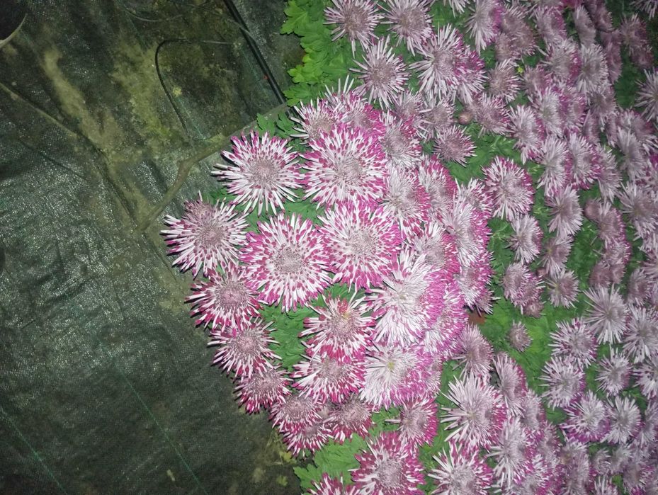 Chryzantemy wielkokwiatowe