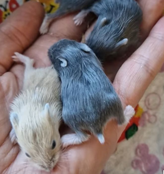 Хом Фенотип Royal Blue