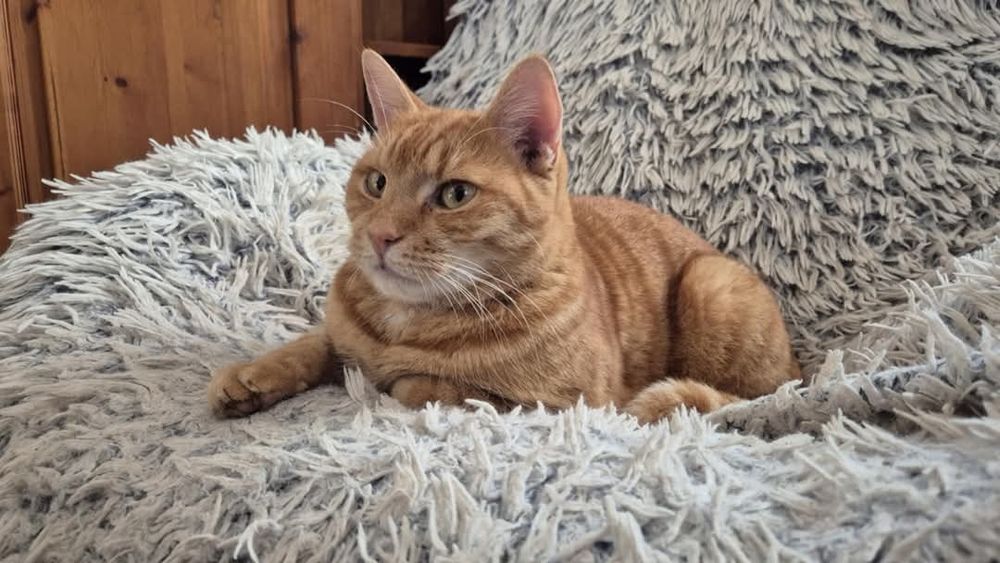 Rudy Rysio - o cudownym charakterze szuka domu