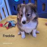 Owczarek szetlandzki- Freddie